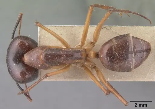 Camponotus cervicalis specimen CASENT0101350 image casent0101350_1