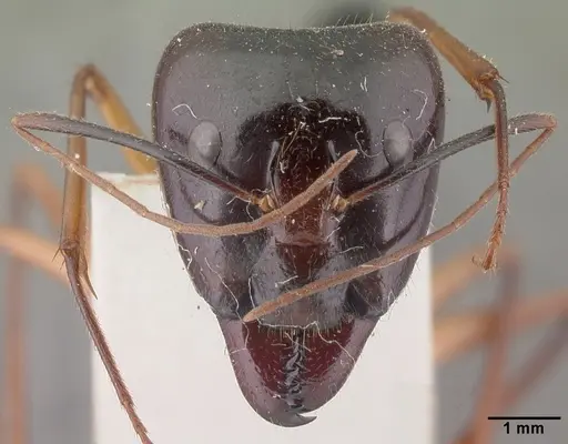 Camponotus cervicalis specimen CASENT0101350 image casent0101350_2