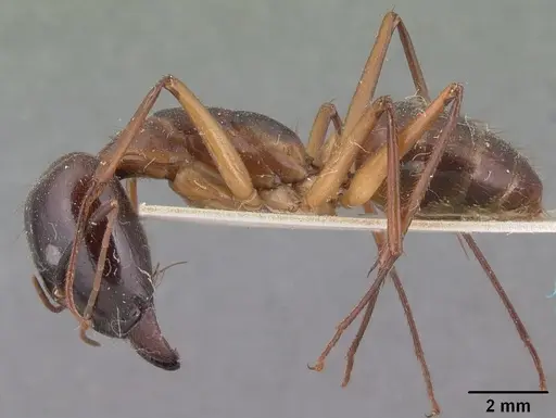 Camponotus cervicalis specimen CASENT0101350 image casent0101350_3