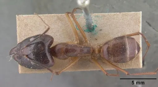 Camponotus cervicalis specimen CASENT0101351 image casent0101351_1