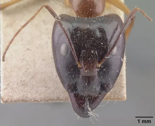 Camponotus cervicalis specimen CASENT0101351 image casent0101351_2