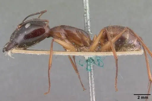 Camponotus cervicalis specimen CASENT0101351 image casent0101351_3