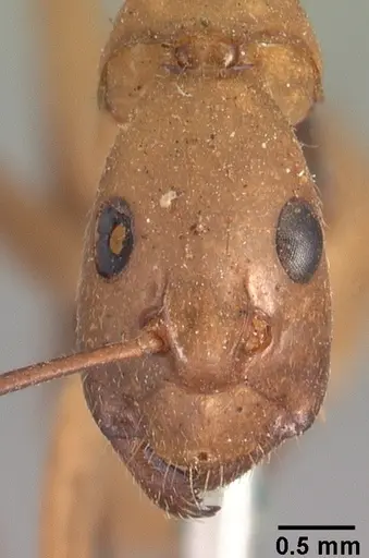 Camponotus cervicalis specimen CASENT0101551 image casent0101551_2