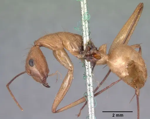 Camponotus cervicalis specimen CASENT0101551 image casent0101551_3