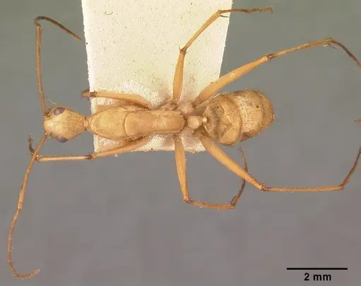 Camponotus cervicalis specimen CASENT0101552 image casent0101552_1