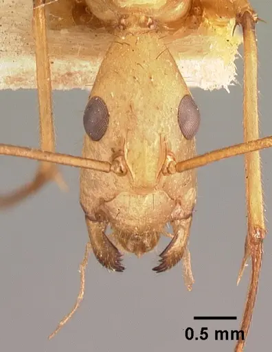 Camponotus cervicalis specimen CASENT0101552 image casent0101552_2