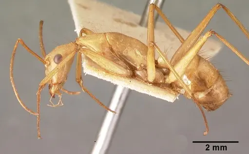 Camponotus cervicalis specimen CASENT0101552 image casent0101552_3