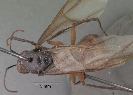 Camponotus cervicalis specimen CASENT0101561 image casent0101561_1