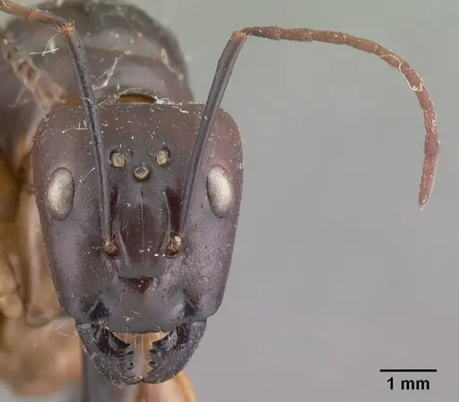 Camponotus cervicalis specimen CASENT0101561 image casent0101561_2
