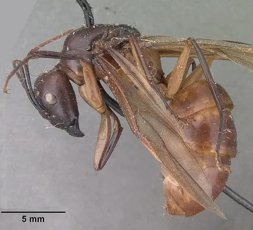 Camponotus cervicalis specimen CASENT0101561 image casent0101561_3