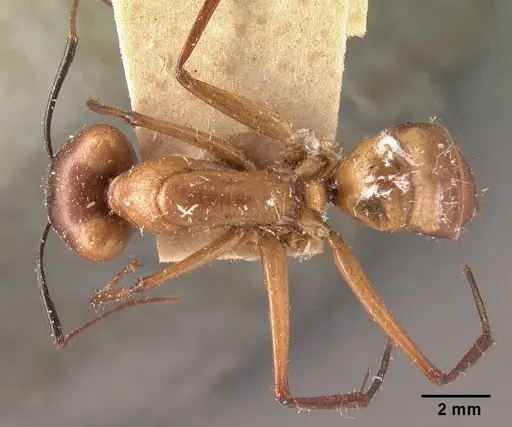 Camponotus cervicalis specimen CASENT0101704 image casent0101704_1