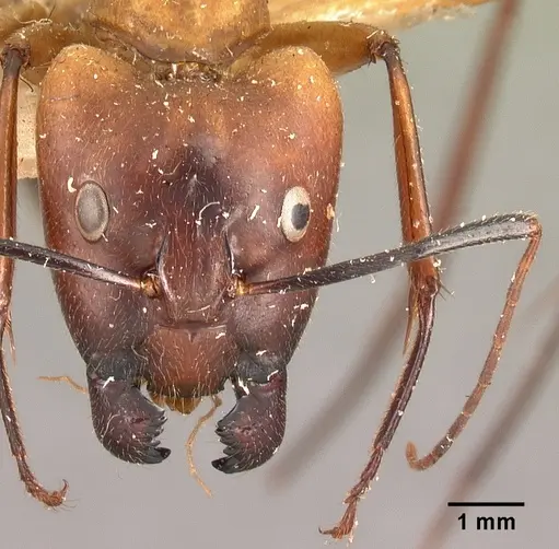 Camponotus cervicalis specimen CASENT0101704 image casent0101704_2