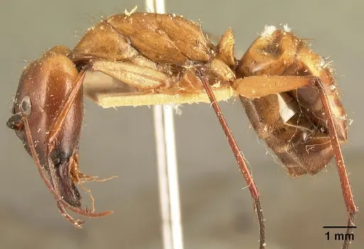 Camponotus cervicalis specimen CASENT0101704 image casent0101704_3