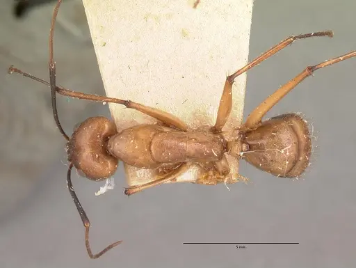 Camponotus cervicalis specimen CASENT0101779 image casent0101779_1