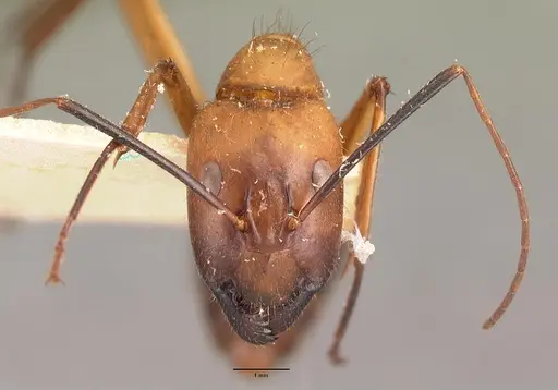 Camponotus cervicalis specimen CASENT0101779 image casent0101779_2