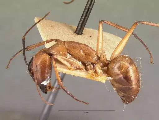 Camponotus cervicalis specimen CASENT0101779 image casent0101779_3