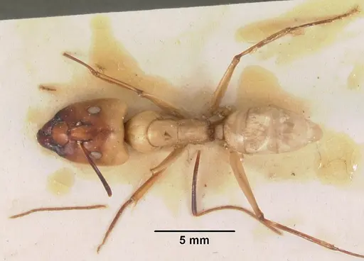 Camponotus cervicalis specimen CASENT0102309 image casent0102309_1