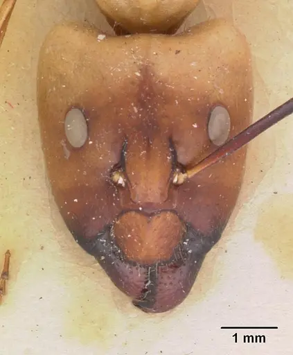 Camponotus cervicalis specimen CASENT0102309 image casent0102309_2