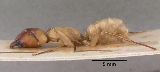 Camponotus cervicalis specimen CASENT0102309 image casent0102309_3