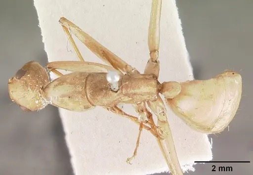 Camponotus cervicalis specimen CASENT0102310 image casent0102310_1