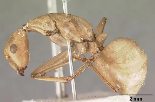 Camponotus cervicalis specimen CASENT0102310 image casent0102310_3