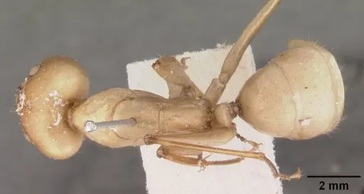 Camponotus cervicalis specimen CASENT0102311 image casent0102311_1