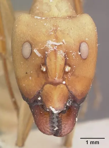 Camponotus cervicalis specimen CASENT0102311 image casent0102311_2