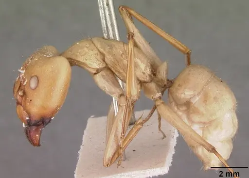 Camponotus cervicalis specimen CASENT0102311 image casent0102311_3