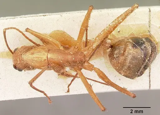 Camponotus cervicalis specimen CASENT0104634 image casent0104634_1
