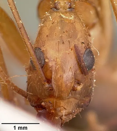Camponotus cervicalis specimen CASENT0104634 image casent0104634_2