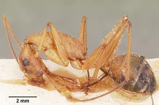 Camponotus cervicalis specimen CASENT0104634 image casent0104634_3