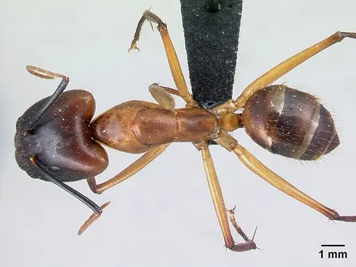 Camponotus cervicalis specimen CASENT0109977 image casent0109977_1