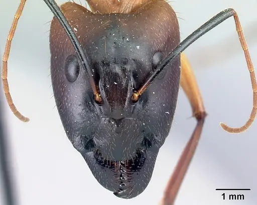 Camponotus cervicalis specimen CASENT0109977 image casent0109977_2