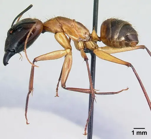Camponotus cervicalis specimen CASENT0109977 image casent0109977_3