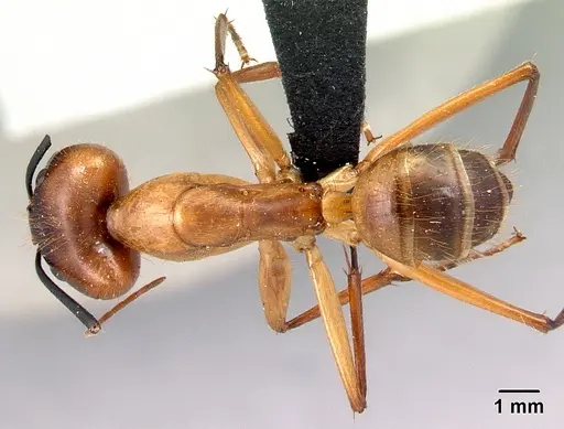 Camponotus cervicalis specimen CASENT0129800 image casent0129800_1