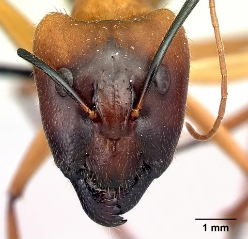 Camponotus cervicalis specimen CASENT0129800 image casent0129800_2