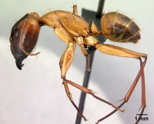 Camponotus cervicalis specimen CASENT0129800 image casent0129800_3