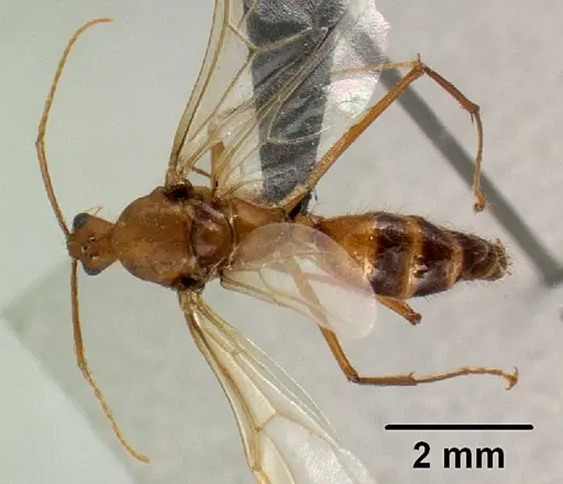 Camponotus cervicalis specimen CASENT0135815 image casent0135815_1