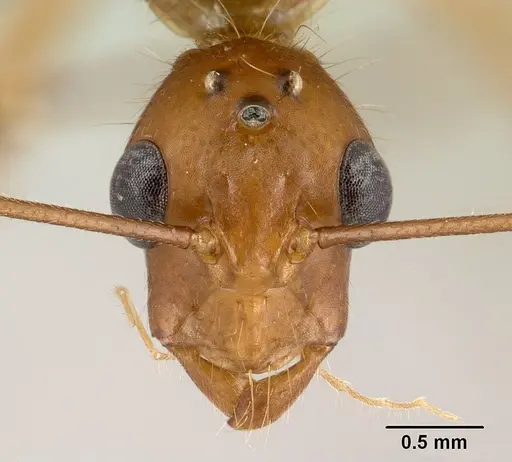 Camponotus cervicalis specimen CASENT0135815 image casent0135815_2