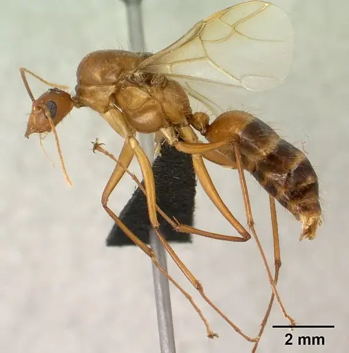 Camponotus cervicalis specimen CASENT0135815 image casent0135815_3