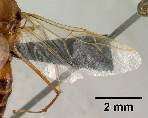 Camponotus cervicalis specimen CASENT0135815 image casent0135815_4