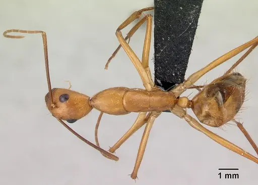 Camponotus cervicalis specimen CASENT0217303 image casent0217303_1