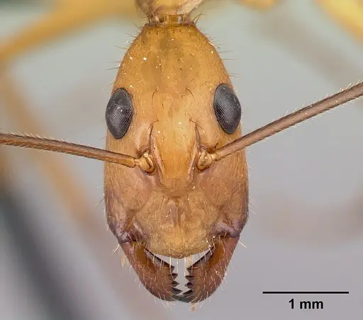 Camponotus cervicalis specimen CASENT0217303 image casent0217303_2
