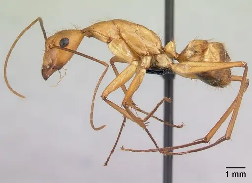 Camponotus cervicalis specimen CASENT0217303 image casent0217303_3