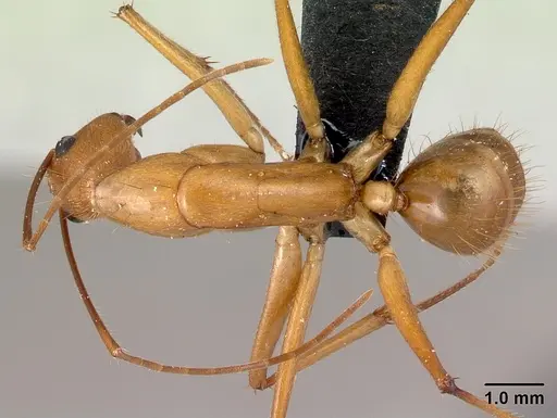 Camponotus cervicalis specimen CASENT0217313 image casent0217313_1