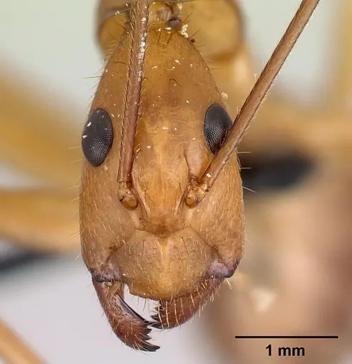 Camponotus cervicalis specimen CASENT0217313 image casent0217313_2