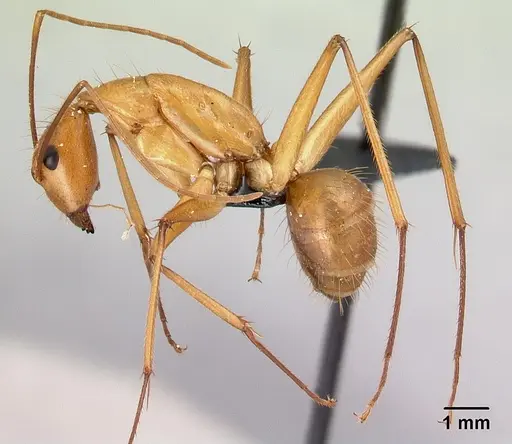 Camponotus cervicalis specimen CASENT0217313 image casent0217313_3