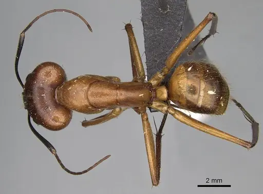 Camponotus cervicalis specimen CASENT0922551 image casent0922551_1