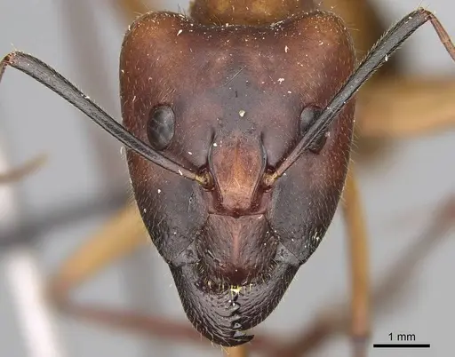 Camponotus cervicalis specimen CASENT0922551 image casent0922551_2