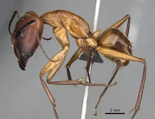 Camponotus cervicalis specimen CASENT0922551 image casent0922551_3